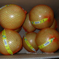 New Crop Fresh Honey Pomelo